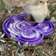 Sodapup Water Frog Enrichment Tray for Dogs on Sale